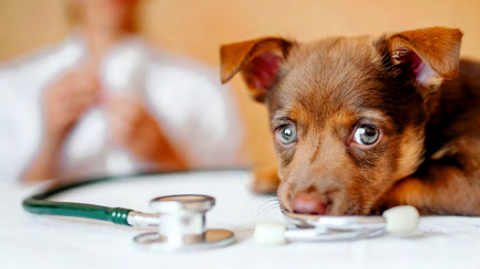 32 Can Mupirocin Be Used On Dogs – Home